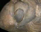 Bumpy, Enrolled Barrandeops (Phacops) Trilobite #11288-2